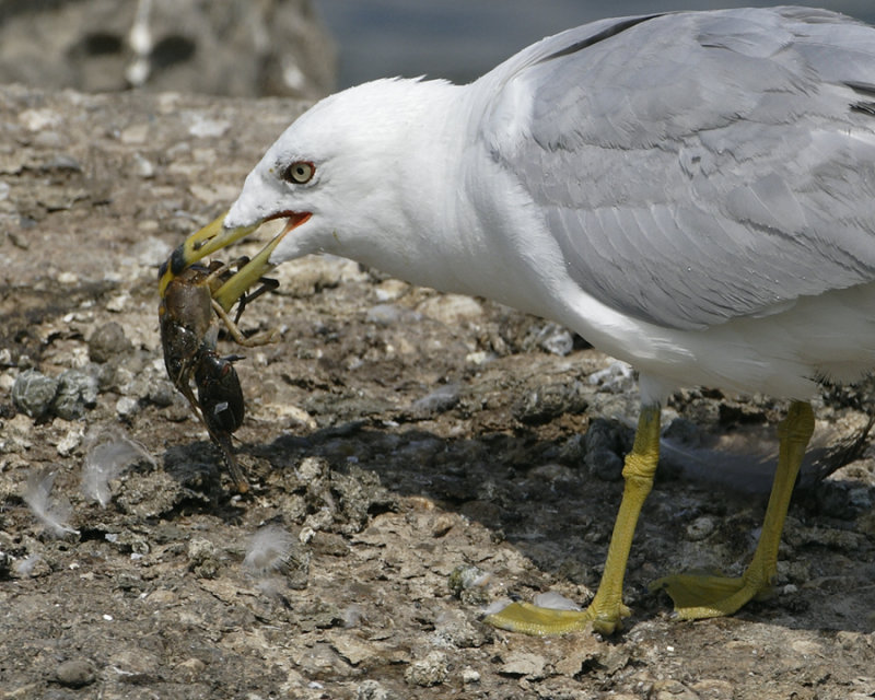 Ring-billed Gull
