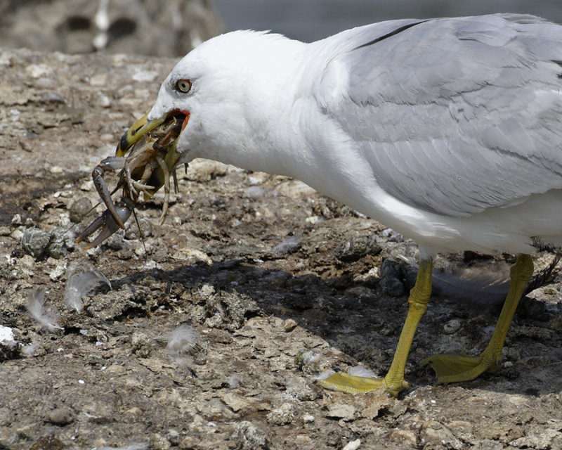 Ring-billed Gull