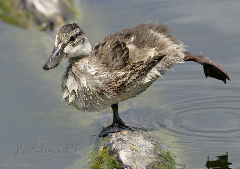 Juvenile Mallard