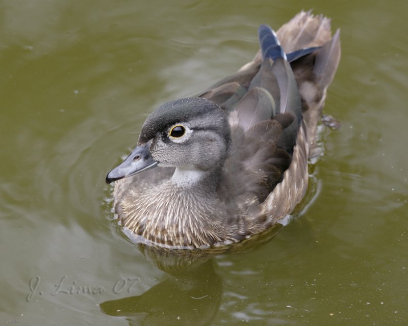 Female Juvenile Woodduck