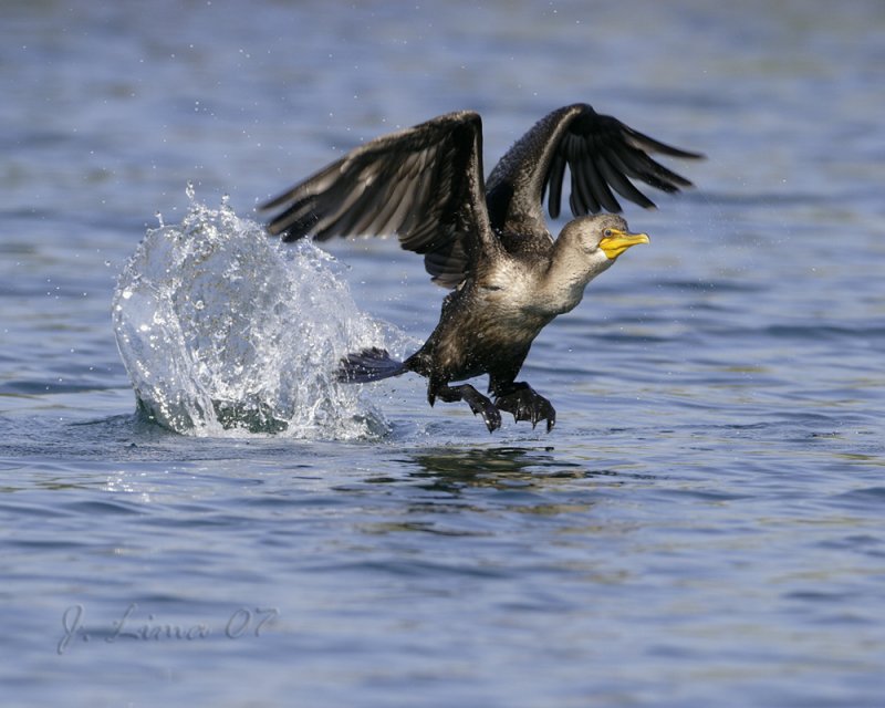 Cormorant