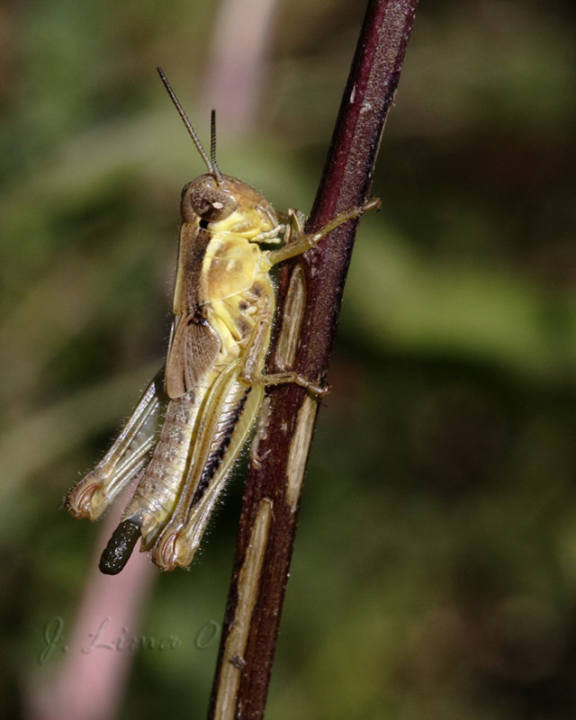 Grasshopper
