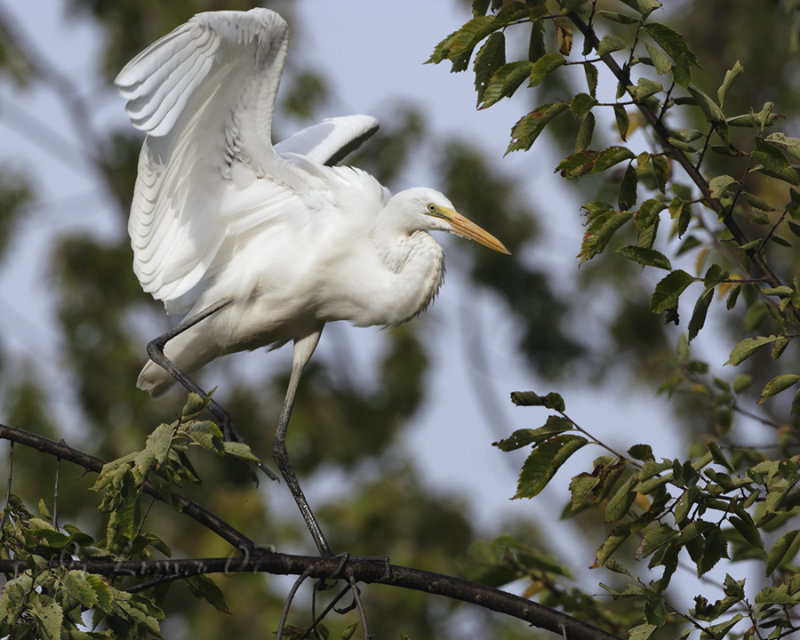 Common Egret