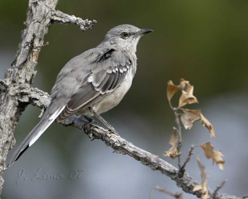 Mocking Bird