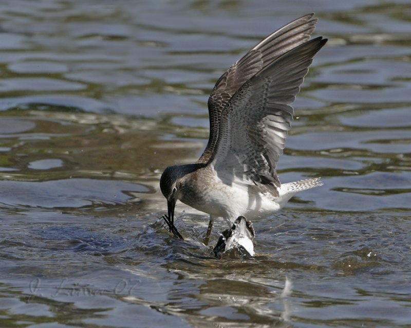 Yellow Legs Sandpiper