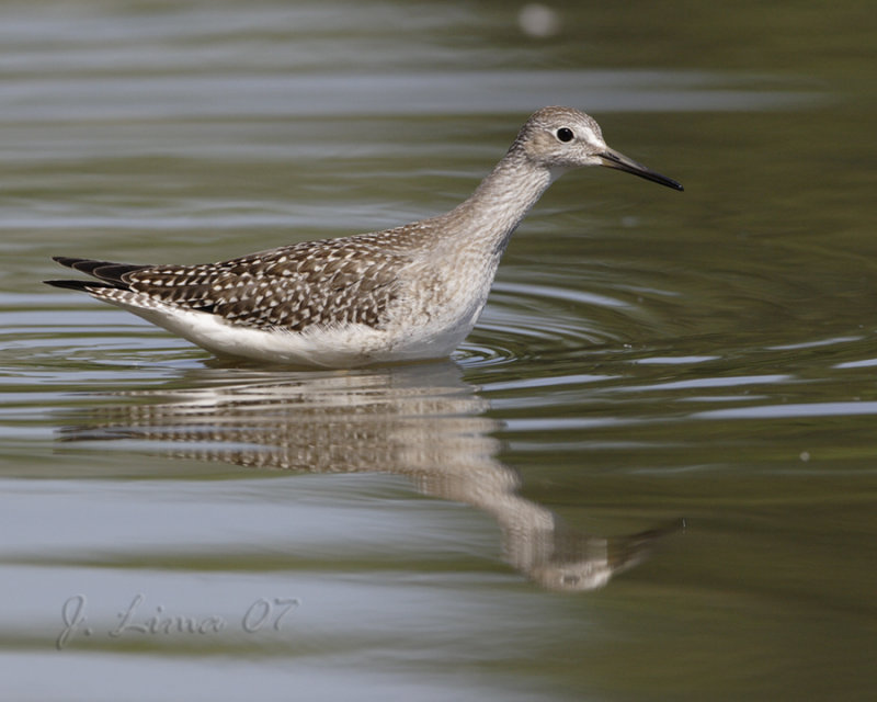 Yellow Legs Sandpiper