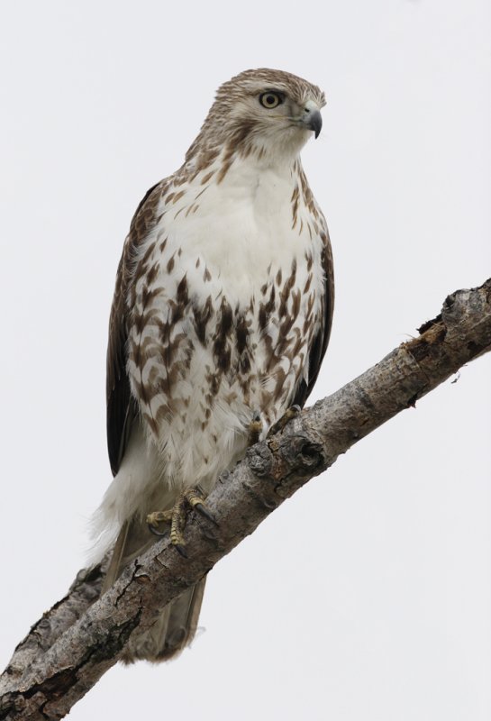 Red Tail Hawk
