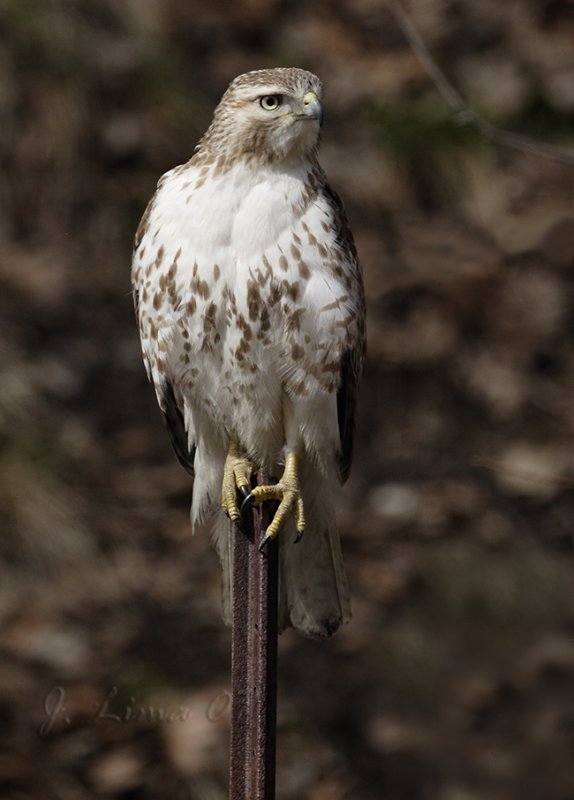 Red Tail Hawk