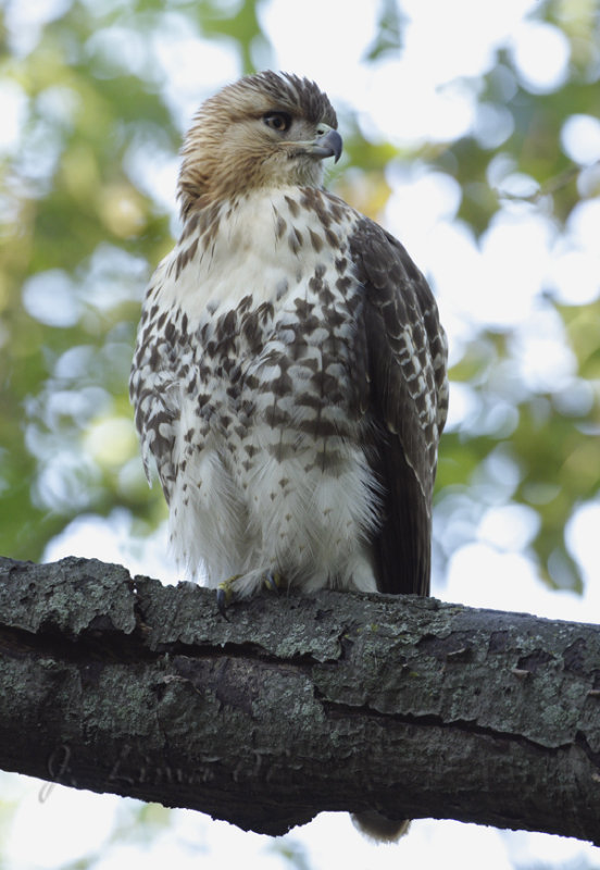 Red Tail Hawk