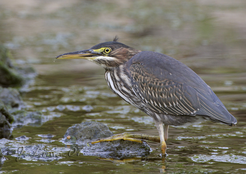 Green Heron