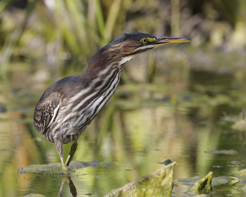 Green Heron