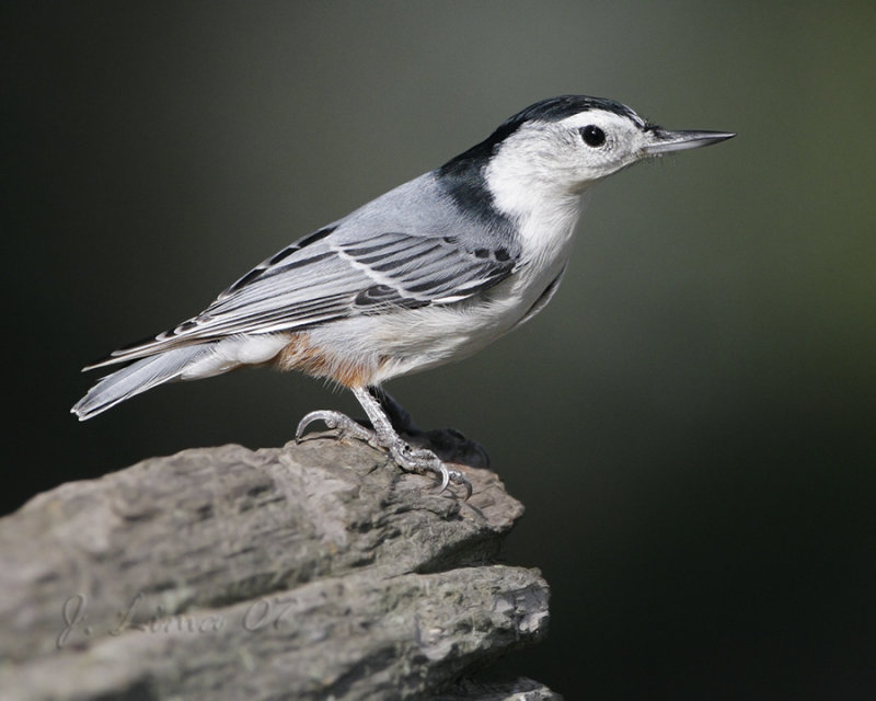 White Breasted Nuthatch