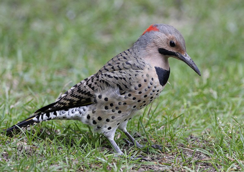 Male Flicker Woodpecker