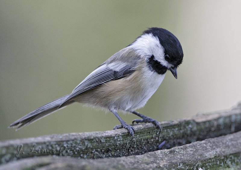 Black Cap Chickadee