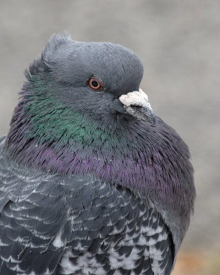 Wild Pigeon Portrait