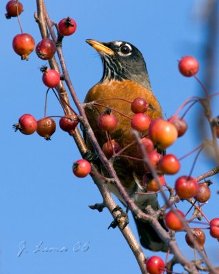 Robin and Berries