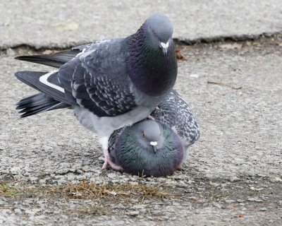 Wild Pigeon Courting