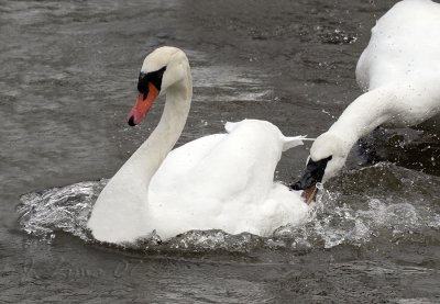 Mute/Trumpeter Swan