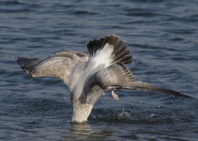 Ring-billed Gull Diving