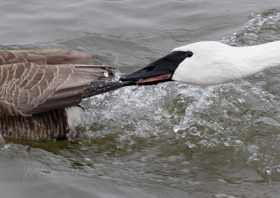 Trumpeter Swan Aggression