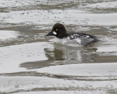 Common Goldeneye Immature