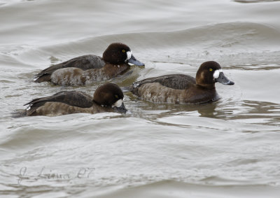 Greater Scaup Females