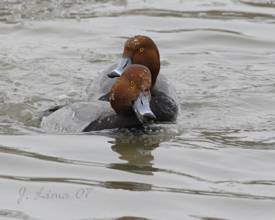 Red Head Duck (Males)