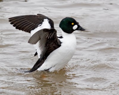 Common Goldeneye Male