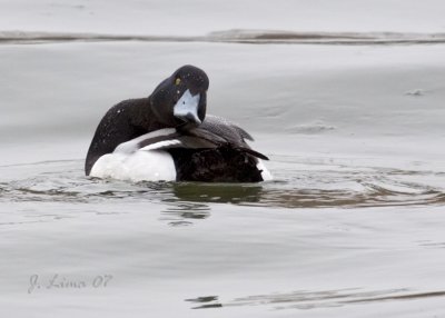 Greater Scaup (Male)
