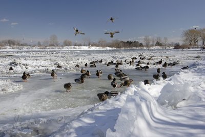 Mallards on Ice