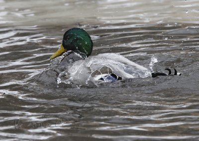 Splashing Malard