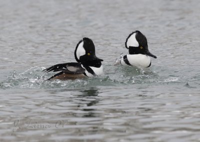 Hooded Merganser Males