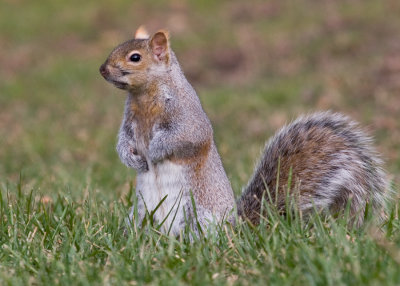 Grey Squirrel