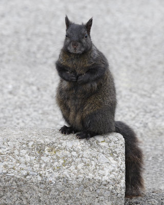 Black Squirrel