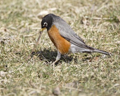 Robin Pulling Out Worm