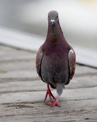 Wild Pigeon On The Boardwalk