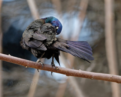 Great-tailed Grackle Preening