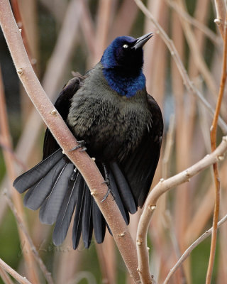 Great-tailed Grackle Displaying