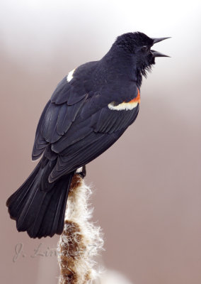 Red Wind Black Bird (Male)