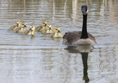 Mother Geese And Goslings
