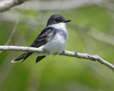 Kingbird