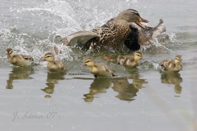 Scattering Ducklings