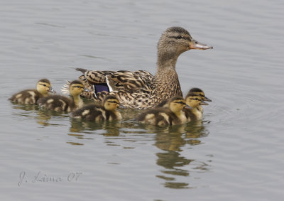 Mallard (Female) and Ducklings