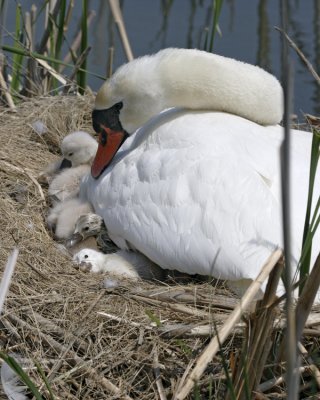 Mute Swan Nest