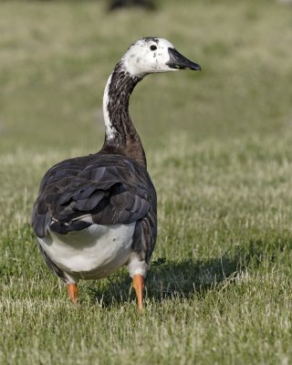 Canada Goose Hybrid