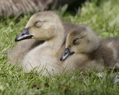 Goslings Sleeping