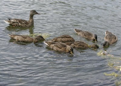 Mallard Female and Ducklings