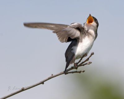 Tree Sparrow Fledgling