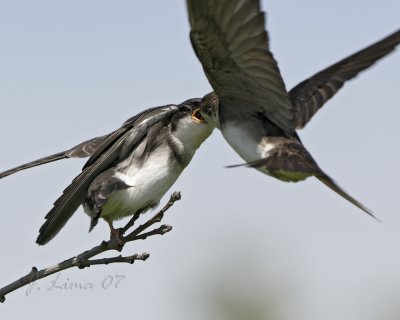 Tree Swallow Fledgling Feeding