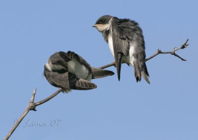 Tree Swallow Fledglings